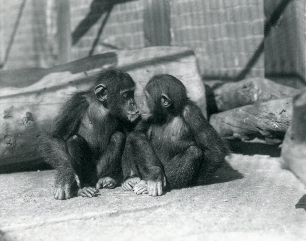 Två unga schimpanser, Boo boo och Bibi, Kiss. London Zoo, september 1927 av Frederick William Bond