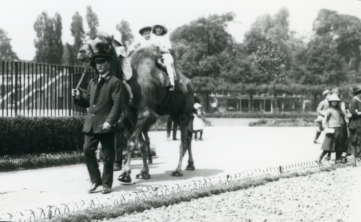 Två unga besökare rider på en baktrisk kamel, ledd av en djurhållare, på London Zoo, augusti 1922 (bw-foto) av Frederick William Bond