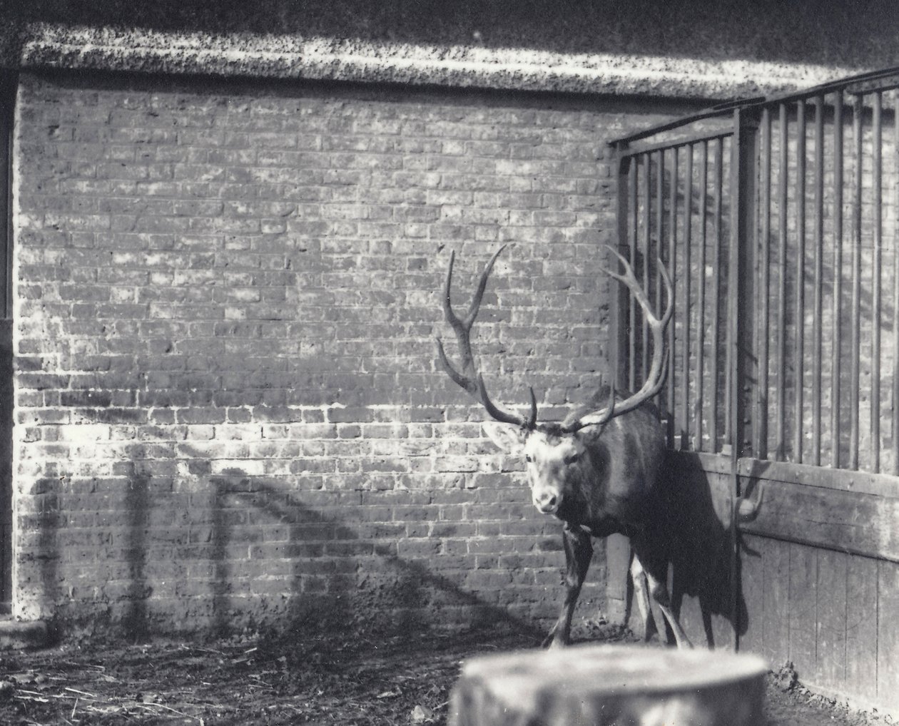 Wallichs hjort, även känd som Shou, centralasiatisk eller tibetansk hjort, i London Zoo, december 1917. av Frederick William Bond