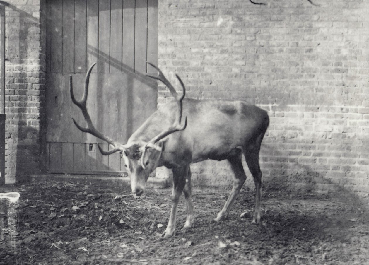 Wallichs hjort, även känd som Shou, centralasiatisk eller tibetansk hjort, i London Zoo, december 1917. av Frederick William Bond