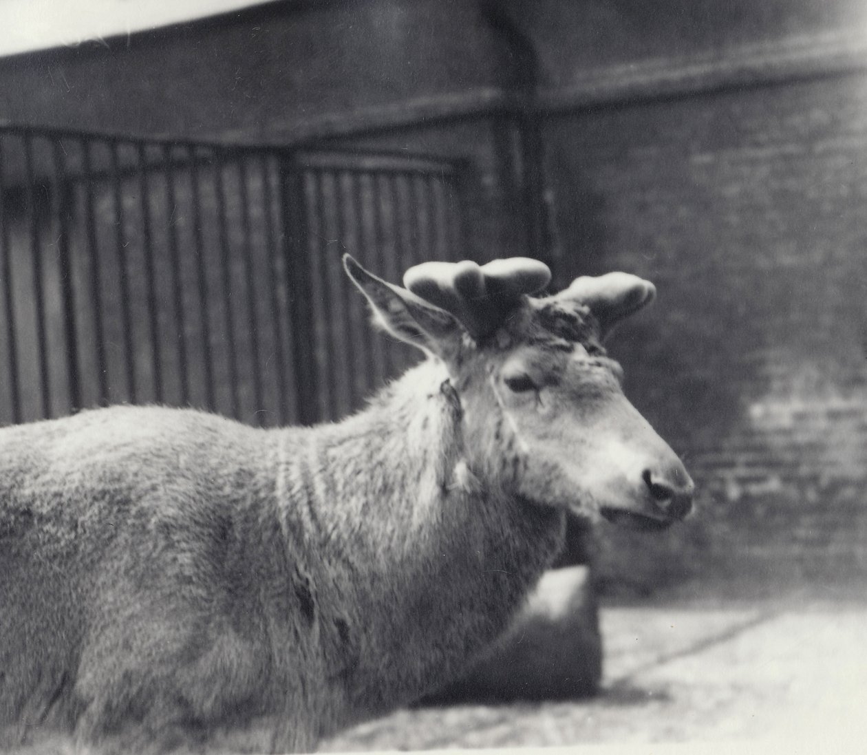 Wallichs rådjur som visar tidigt skede av hornens tillväxt, i sammet, London Zoo, maj 1920 av Frederick William Bond