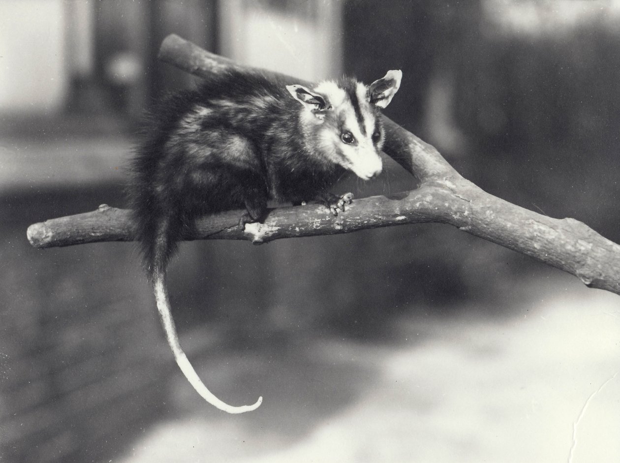 Vitörat opossum på en gren i London Zoo, december 1918 av Frederick William Bond