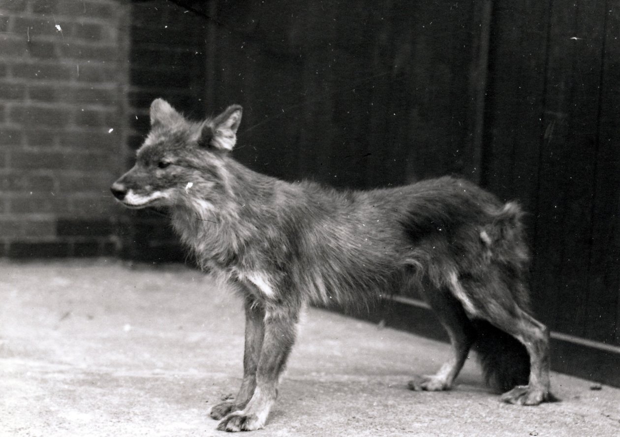 Vild hund på ZSL London Zoo av Frederick William Bond