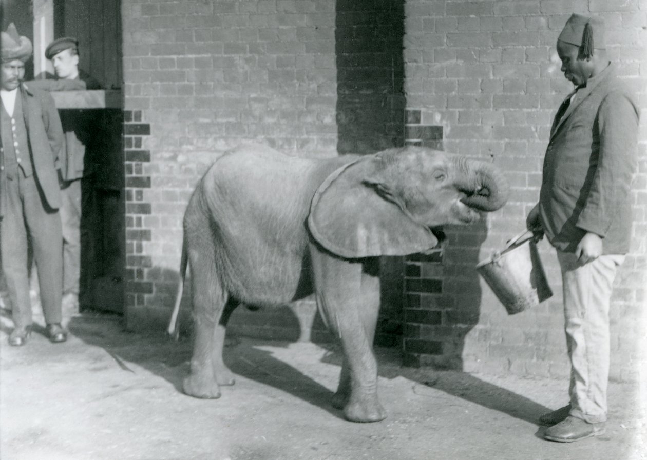 Den unga afrikanska elefanten Kiberenge matas av Darisha medan Syed Ali tittar på i bakgrunden, London Zoo, september 1923 (svart fotografi). av Frederick William Bond