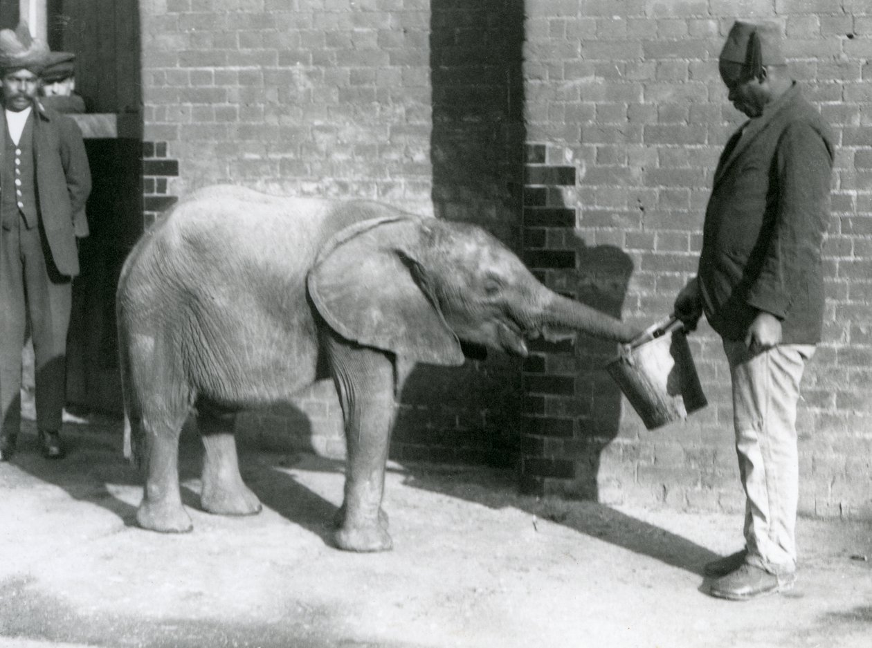 Den unga afrikanska elefanten Kiberenge matas av Darisha medan Syed Ali tittar på i bakgrunden, London Zoo, september 1923 (svart fotografi). av Frederick William Bond