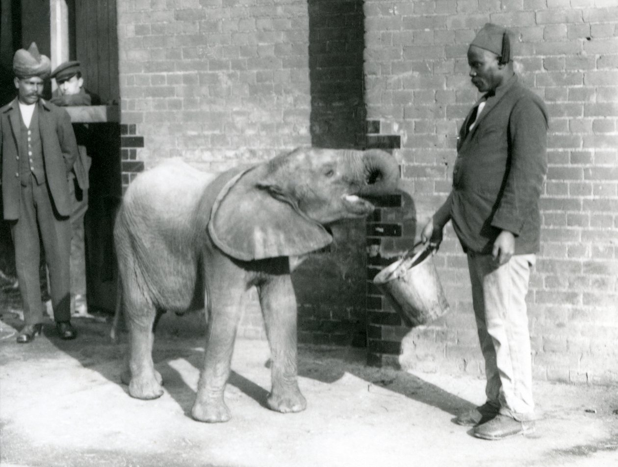 Den unga afrikanska elefanten Kiberenge matas av Darisha medan Syed Ali tittar på i bakgrunden, London Zoo, september 1923 (svart fotografi). av Frederick William Bond