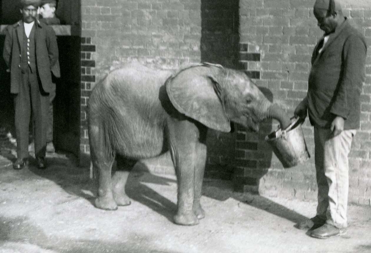 Den unga afrikanska elefanten Kiberenge matas av Darisha medan Syed Ali tittar på i bakgrunden, London Zoo, september 1923 (svart fotografi). av Frederick William Bond