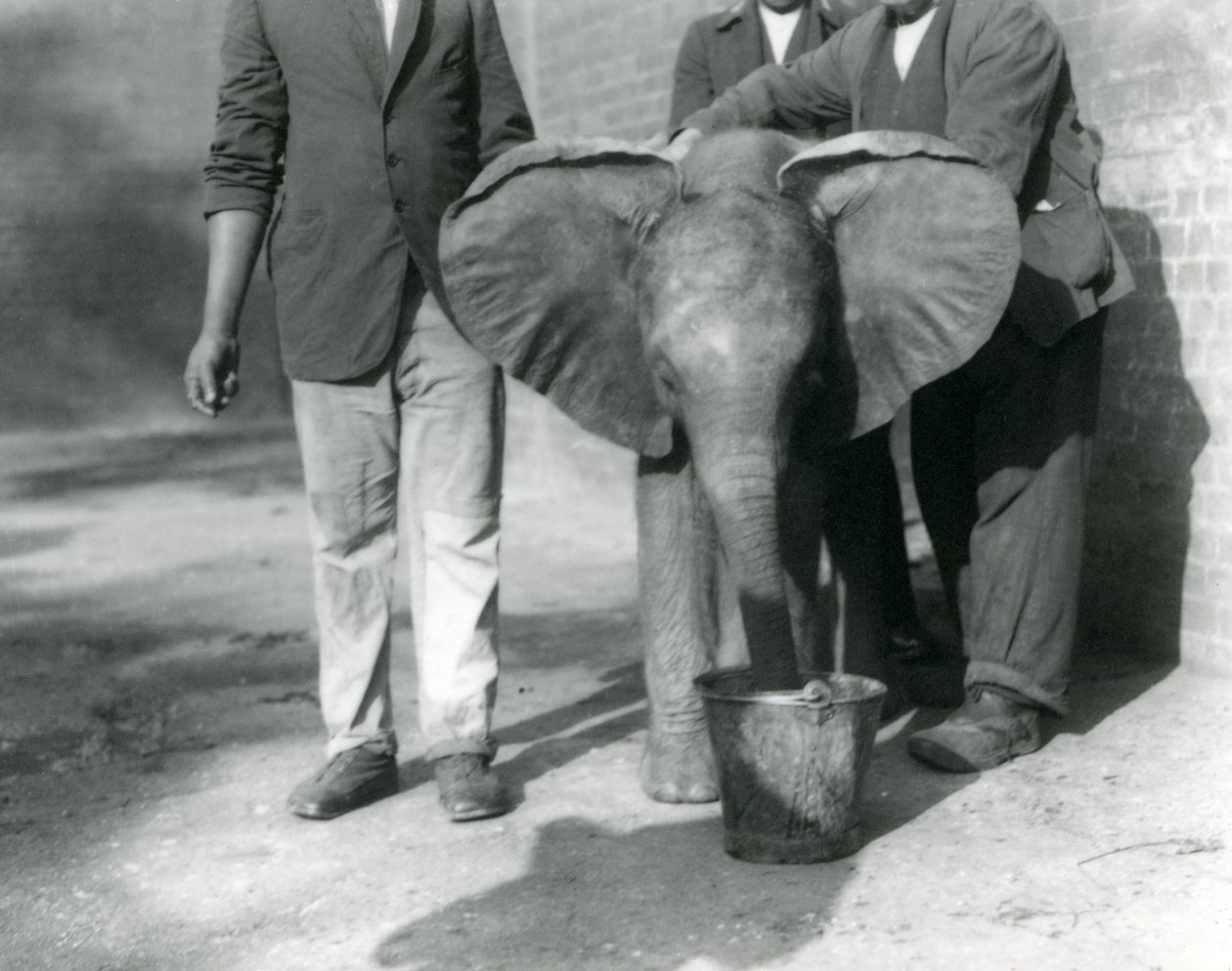 Den unga afrikanska elefanten Kiberenge får en drink av Darisha och hans skötare, London Zoo, september 1923 (svart fotografi). av Frederick William Bond