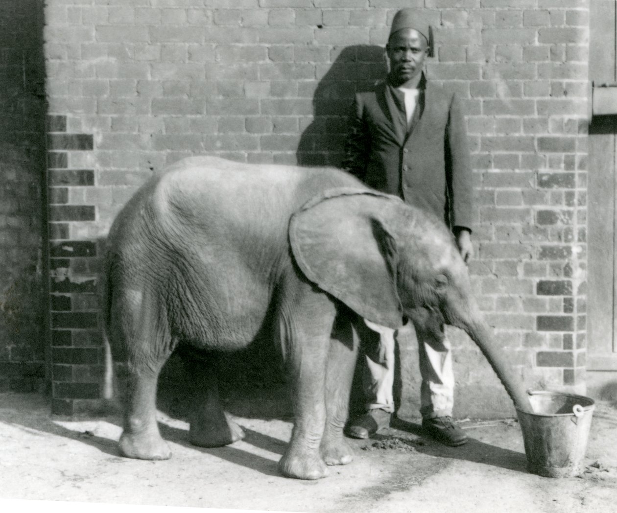 Den unga afrikanska elefanten Kiberenge får en drink av Darisha, London Zoo, september 1923 (bw-foto) av Frederick William Bond