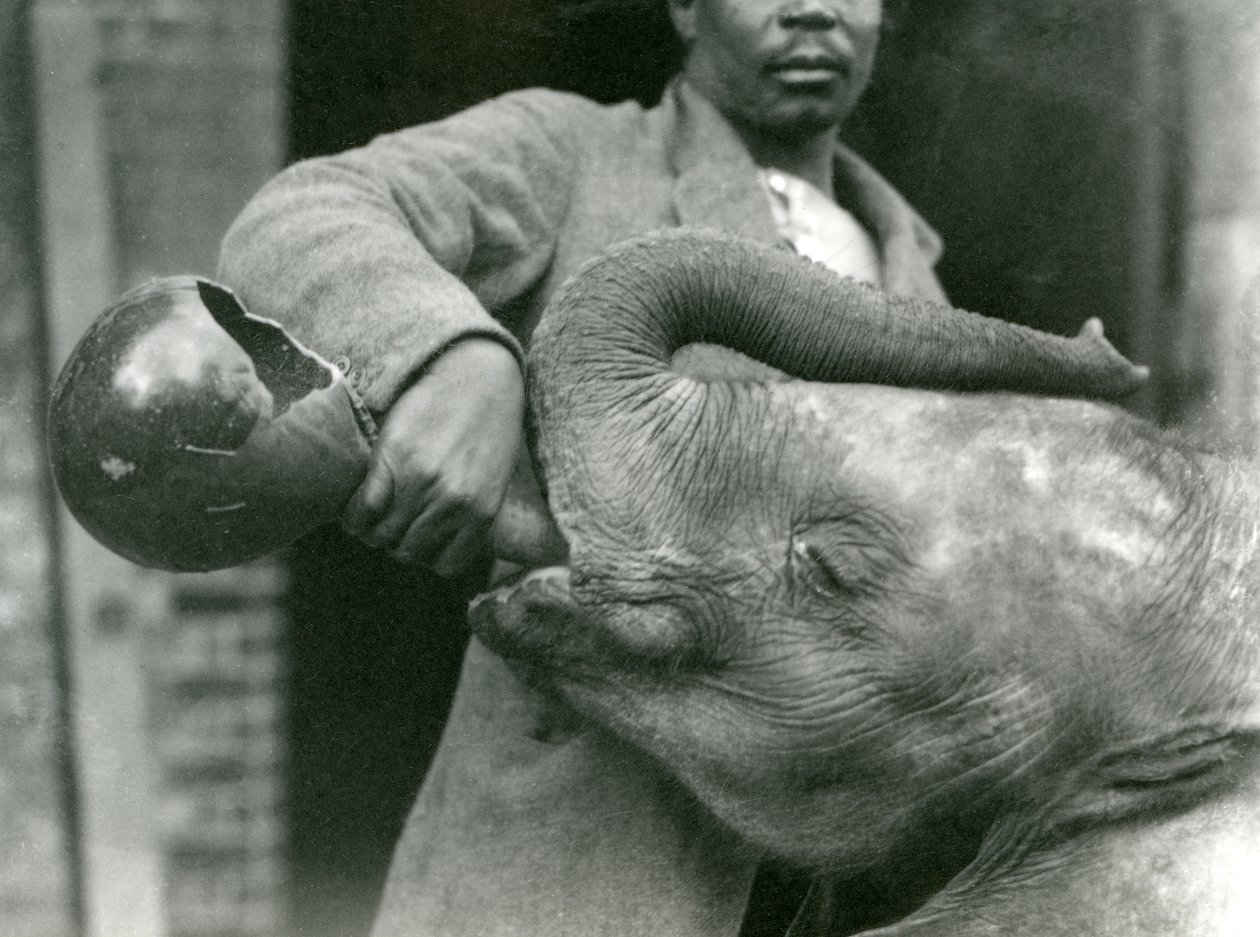 Den unga afrikanska elefanten Kiberenge får en drink av Darisha medan Syed Ali tittar på i bakgrunden, London Zoo, september 1923 (svart fotografi). av Frederick William Bond