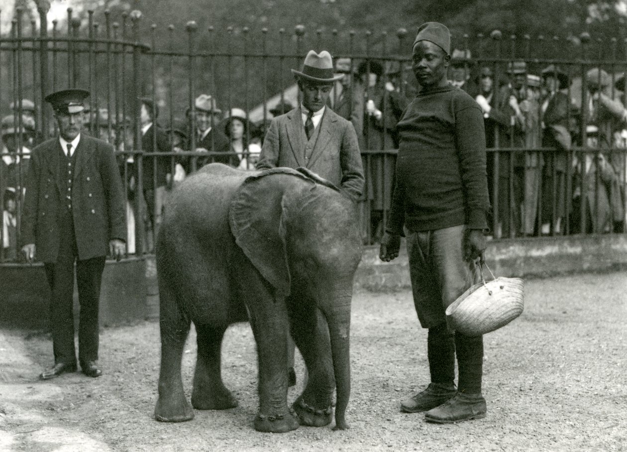 Ung afrikansk elefant Kiberenge med tränare Darisha, en målvakt och en annan man, med massor av besökare som tittar på från andra sidan av inhägnadsbarerna, London Zoo, september 1923 (bw foto) av Frederick William Bond