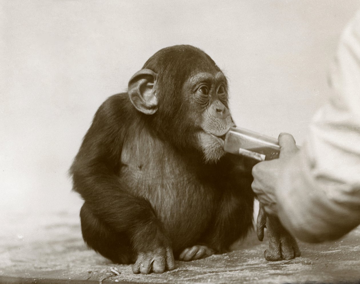 Den unga schimpansen "Johnnie" tar torskleverolja på London Zoo, april 1923 av Frederick William Bond