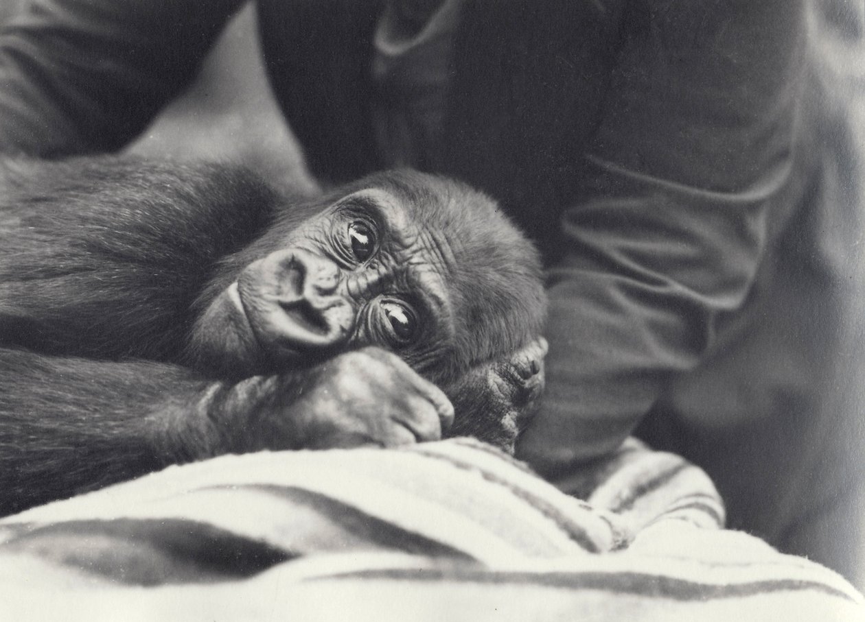 Ung gorilla "John David" på fem år hålls av en djurhållare på en filt på London Zoo, september 1919 av Frederick William Bond