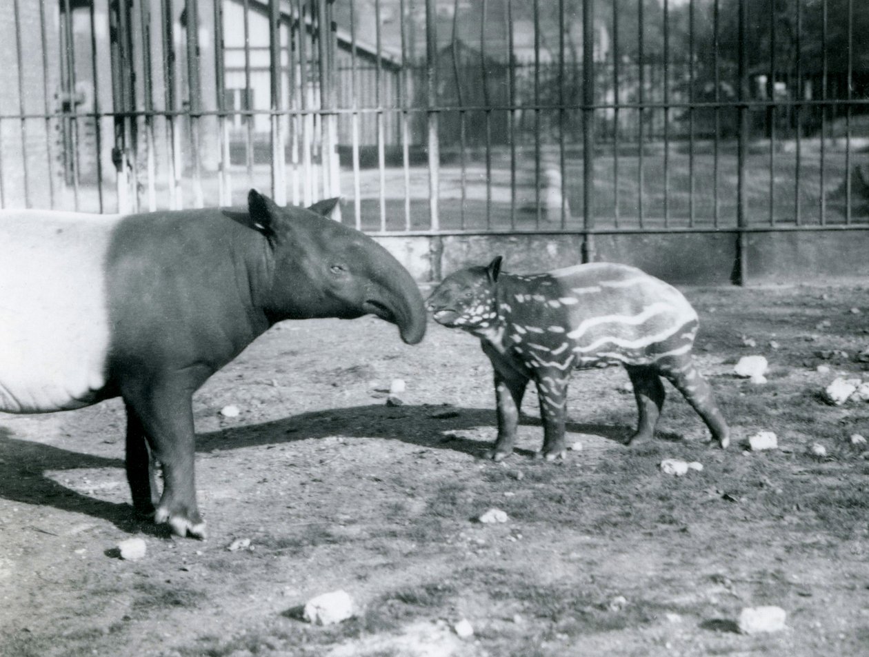 Ung malaysisk tapir med sin mor på London Zoo, 5 oktober 1921 av Frederick William Bond
