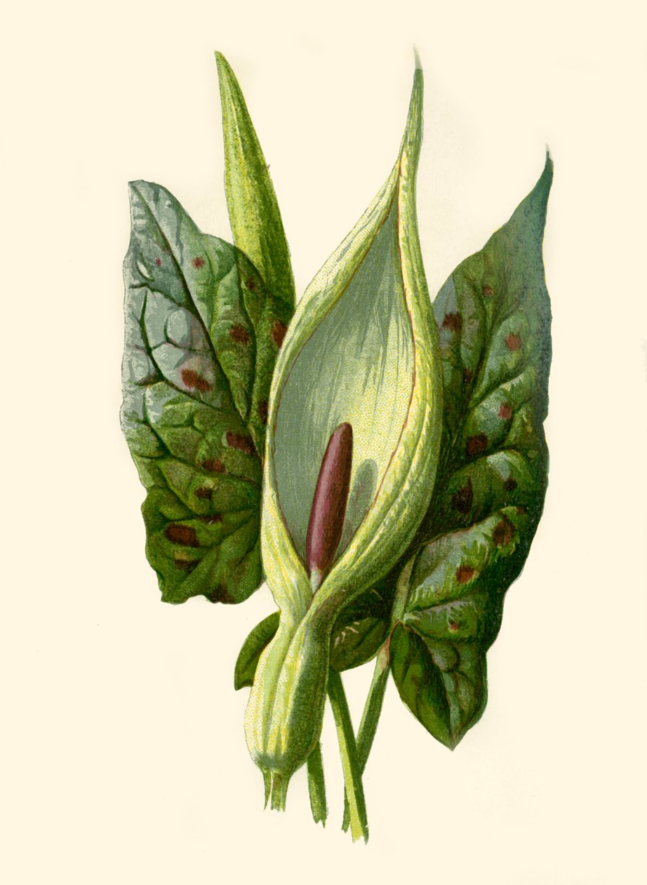 Arum eller Gökpint, 1877. av Frederick Edward Hulme