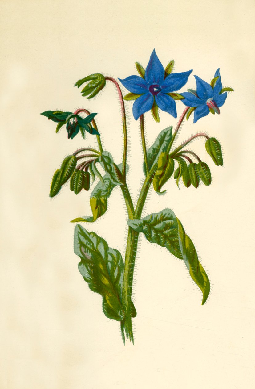 Gurkört, 1877. av Frederick Edward Hulme