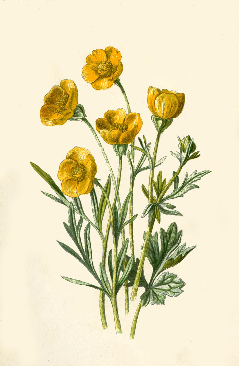Lökig kråkfot, 1877. av Frederick Edward Hulme