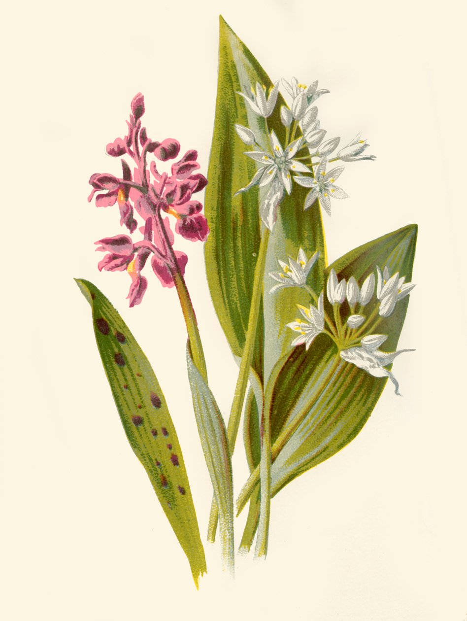 Vanlig orchis och bredbladig vitlök, 1877. av Frederick Edward Hulme