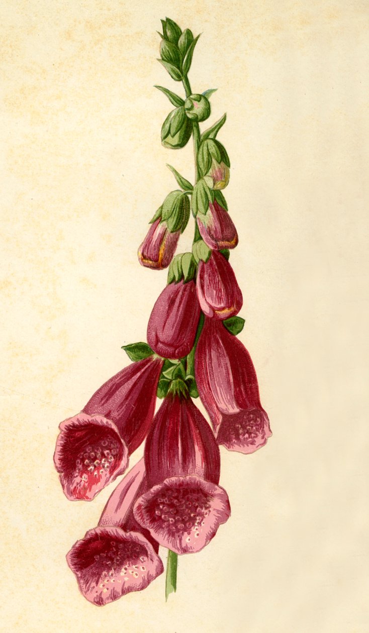 Foxglove, 1877. av Frederick Edward Hulme