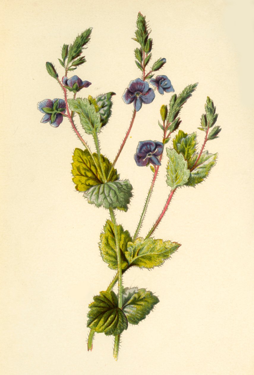 Germander Speedwell, 1877. av Frederick Edward Hulme