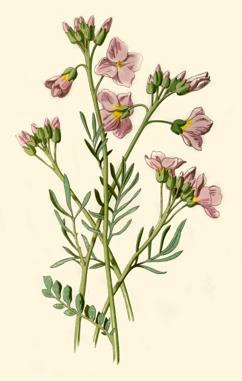 Damklänning, bitterkrasse eller gökblomma, 1877. av Frederick Edward Hulme
