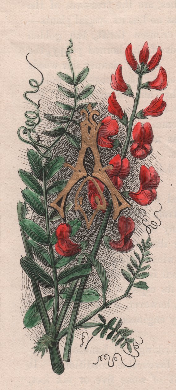 Bokstaven A, med dropplock, akvarellgravyr, cm 10x5, av Frederick Edward Hulme (1841-1909) från The familiar Garden Flower, ca 1880 av Frederick Edward Hulme