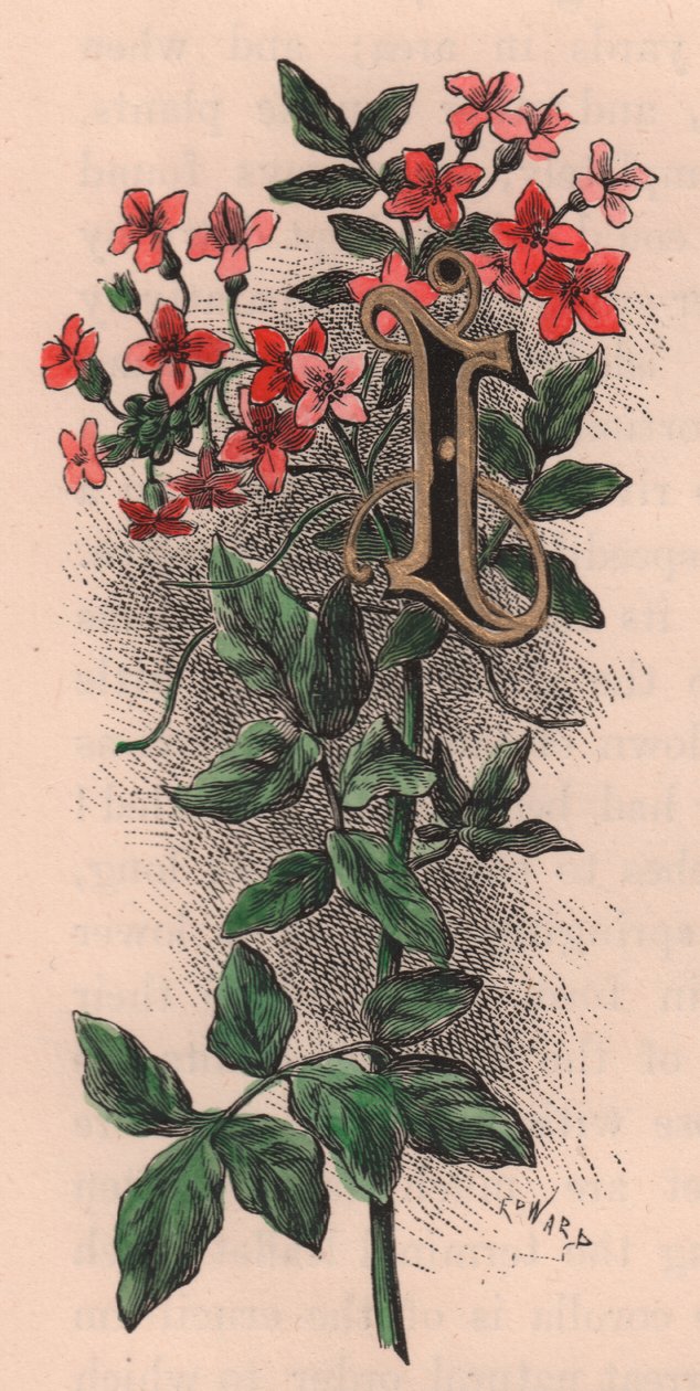 Bokstav I, drop cap letter, akvarellgravyr, cm 10x5, av Frederick Edward Hulme (1841-1909) från The familiar Garden Flower, ca 1880 av Frederick Edward Hulme