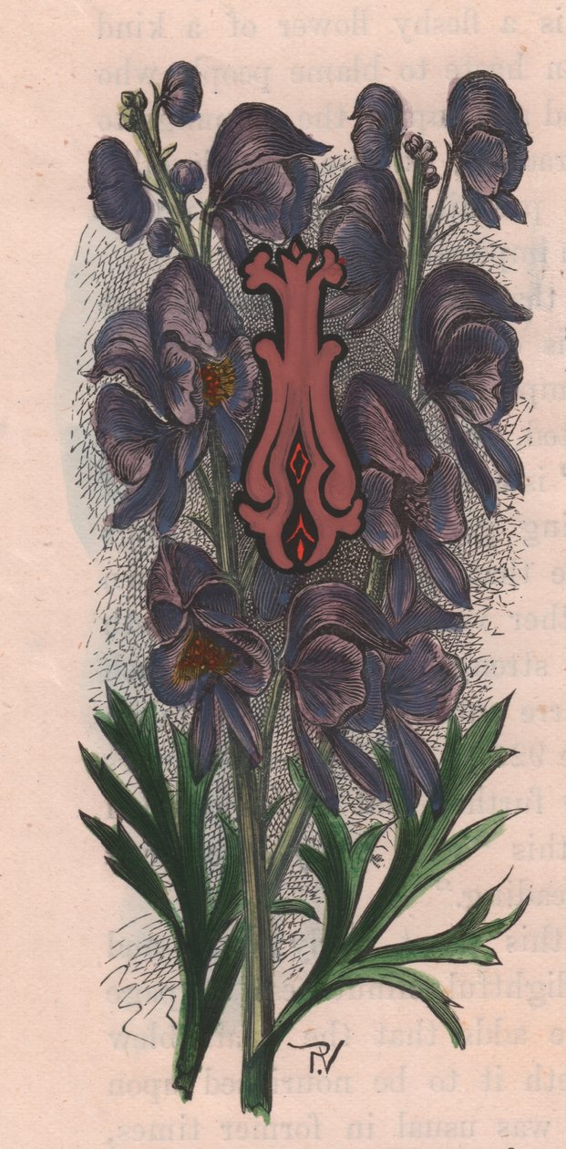 Bokstav I, drop cap letter, akvarellgravyr, cm 10x5, av Frederick Edward Hulme (1841-1909) från The familiar Garden Flower, ca 1880 av Frederick Edward Hulme