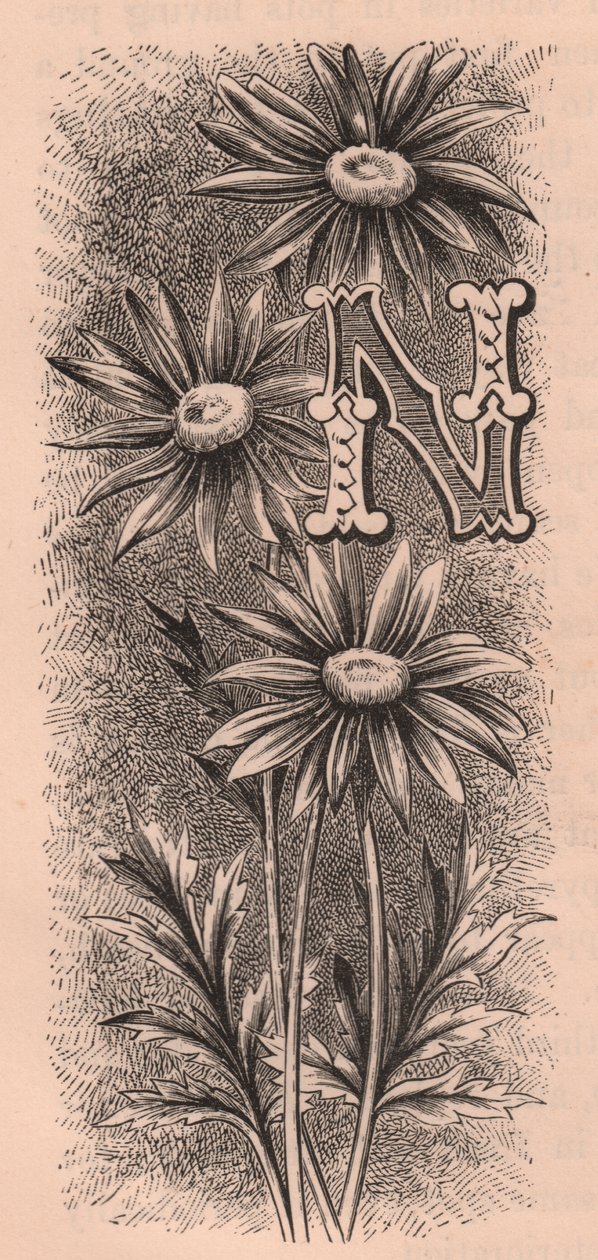 Bokstaven N, tryckbokstav, gravyr, cm 10x5, av Frederick Edward Hulme (1841-1909) från The familiar Garden Flower, ca 1880 av Frederick Edward Hulme