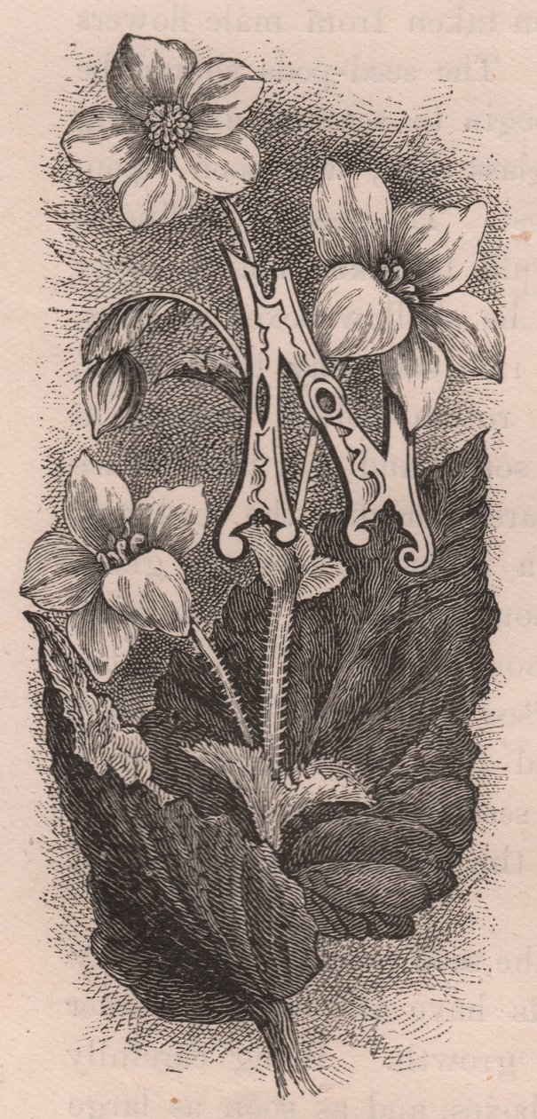 Bokstaven N, drop cap letter, gravyr, cm 10x5, av Frederick Edward Hulme (1841-1909) från The familiar Garden Flower, ca 1880 av Frederick Edward Hulme