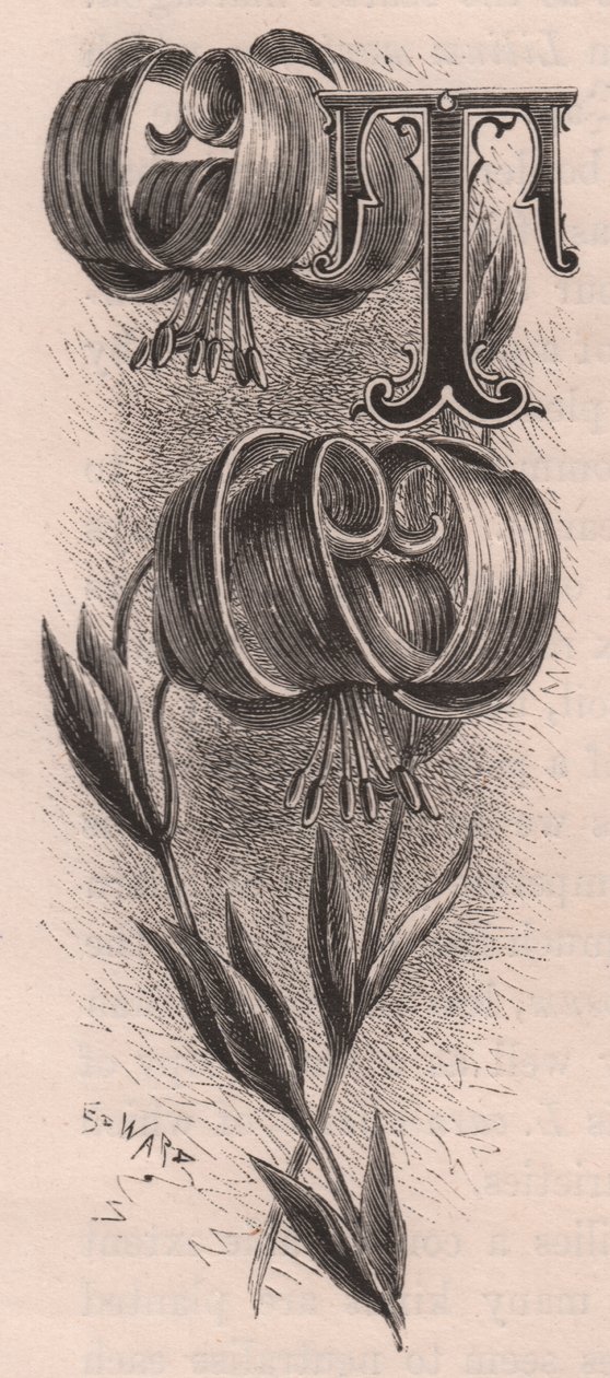 Bokstaven T, drop cap letter, gravyr, cm 10x5, av Frederick Edward Hulme (1841-1909) från The familiar Garden Flower, ca 1880 av Frederick Edward Hulme