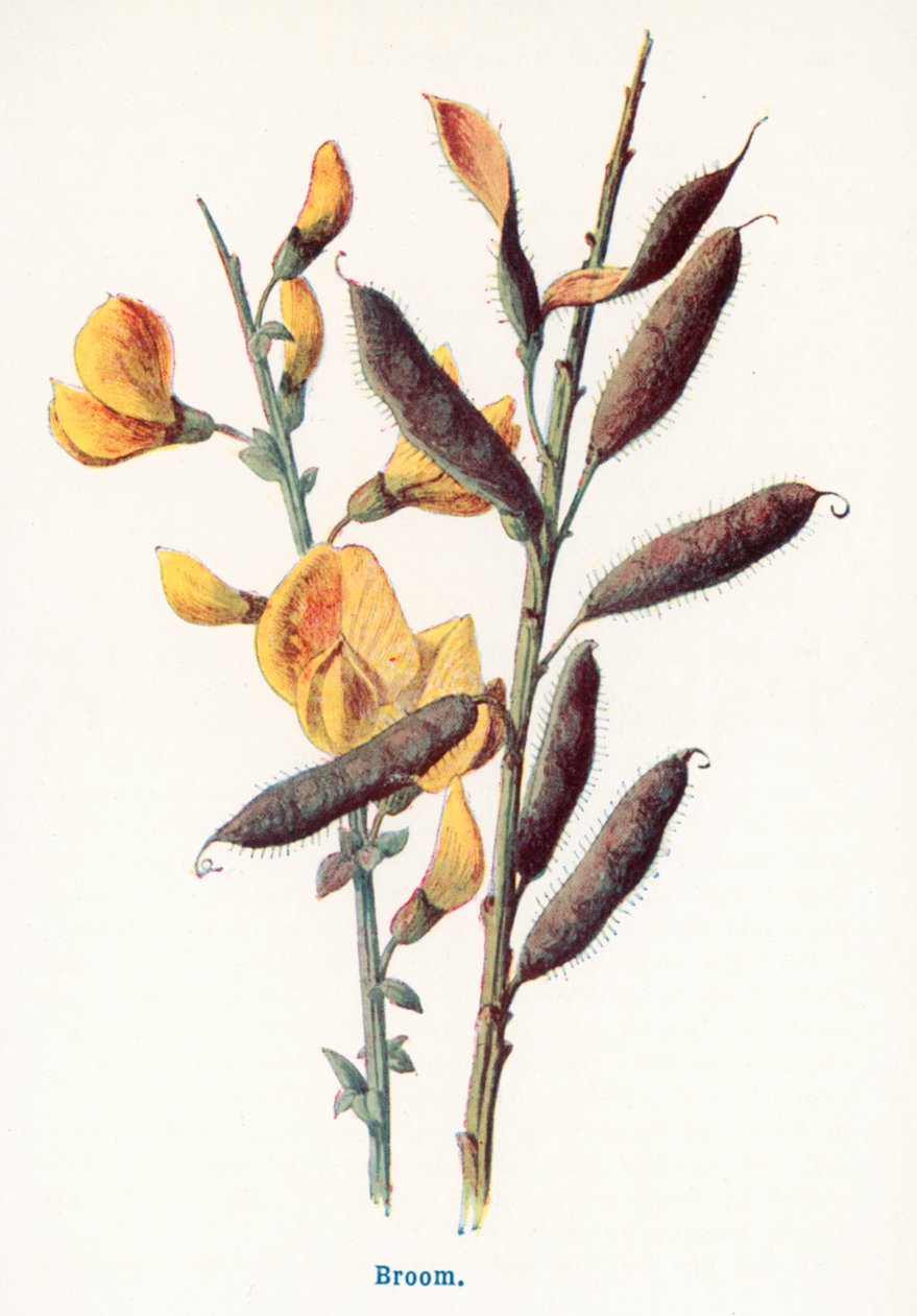  av Frederick Edward Hulme