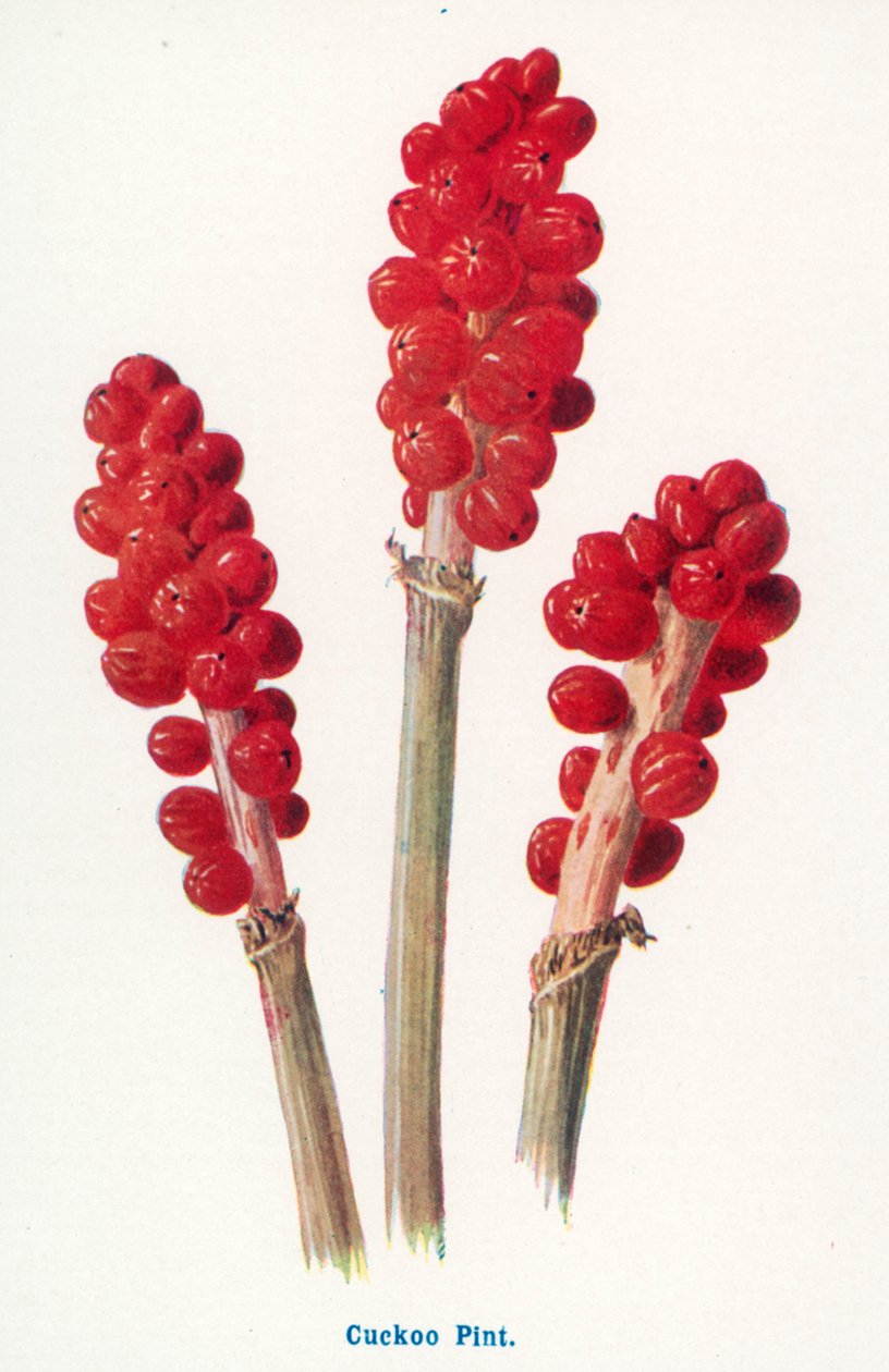 Vilda frukter från landsbygden: Cuckoo Pint (färglitografi) av Frederick Edward Hulme