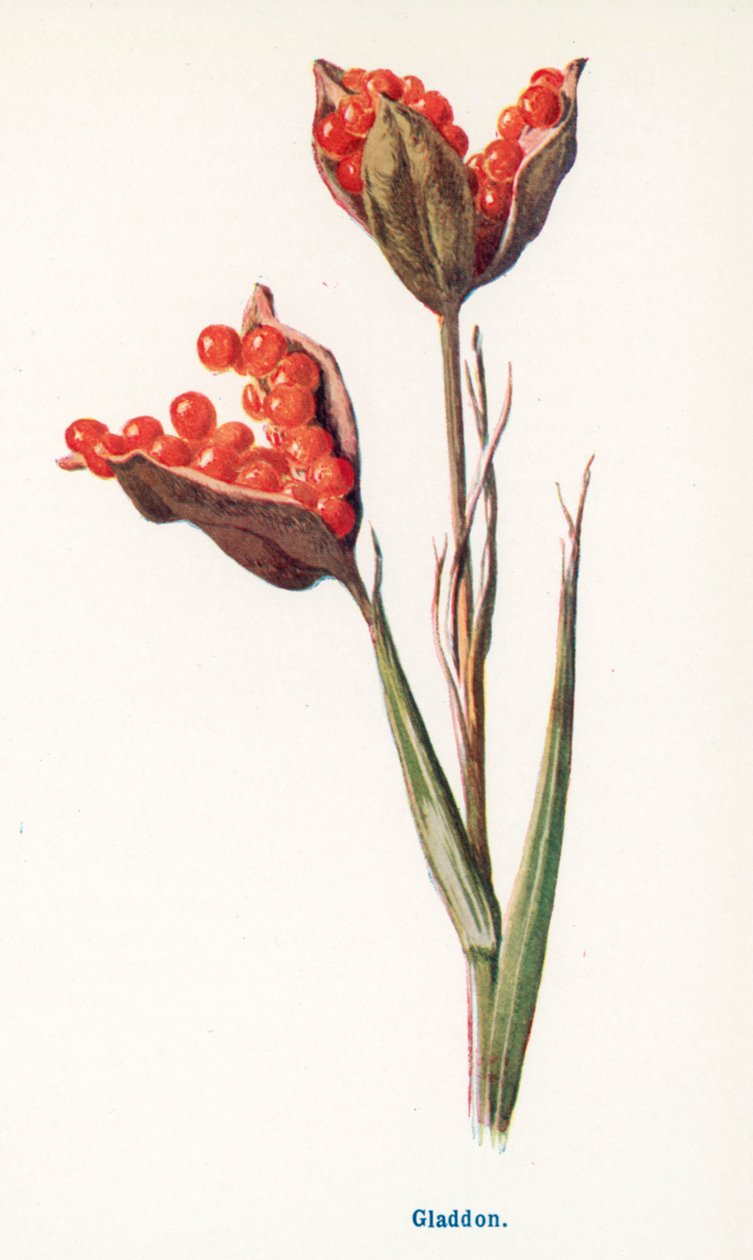 Vilda frukter på landsbygden: Gladdon (färglitografi) av Frederick Edward Hulme