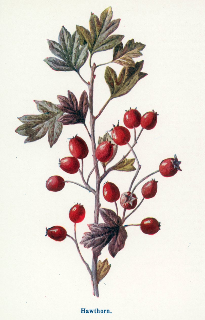  av Frederick Edward Hulme