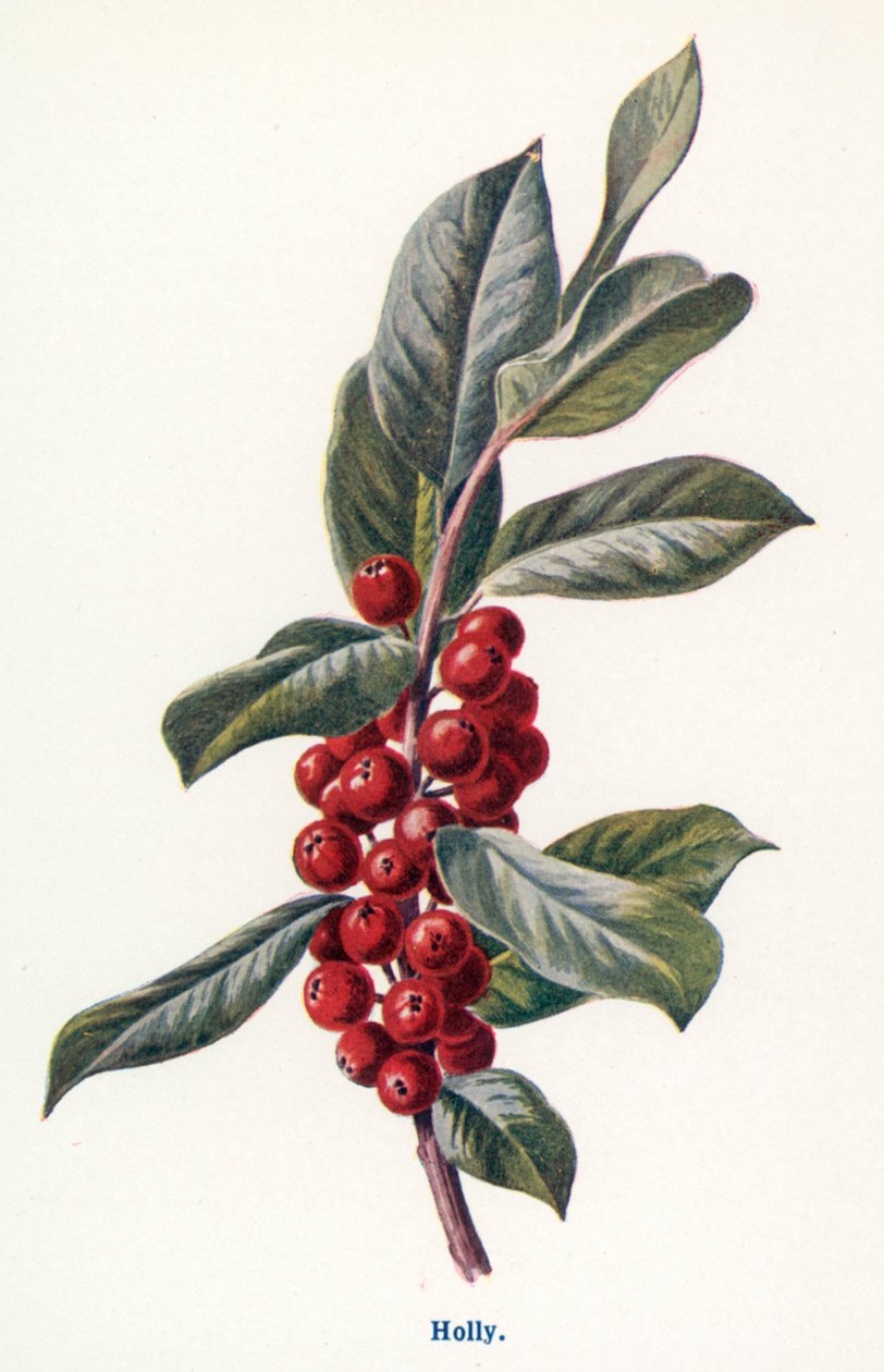 Vilda frukter på landsbygden: Holly (färglitografi) av Frederick Edward Hulme
