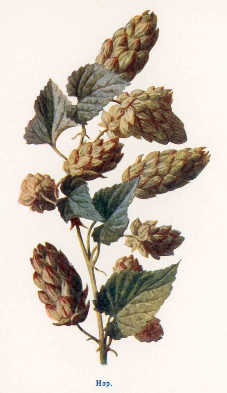 Vilda frukter på landsbygden: humle (färglitografi) av Frederick Edward Hulme
