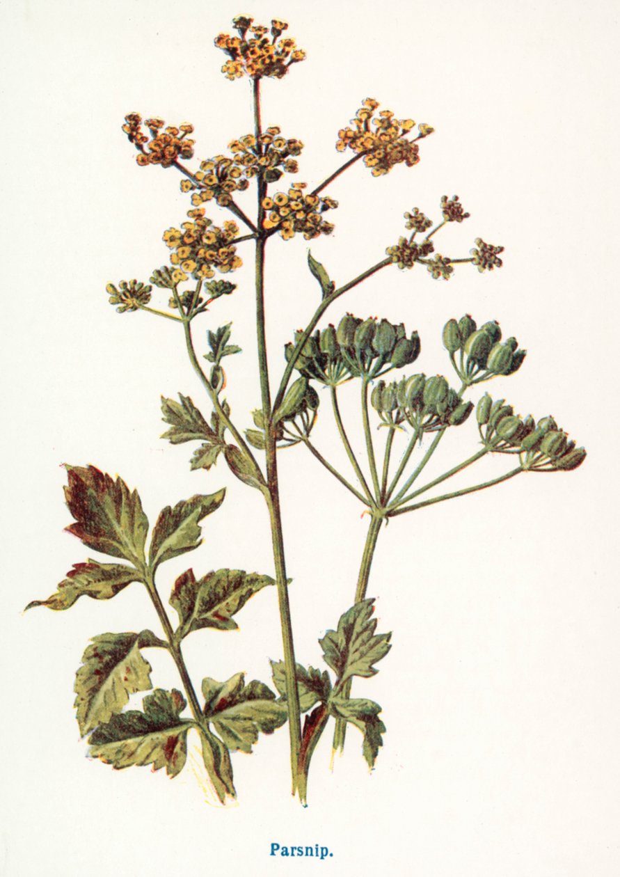 Vilda frukter från landsbygden: Palsternacka (färglitografi) av Frederick Edward Hulme