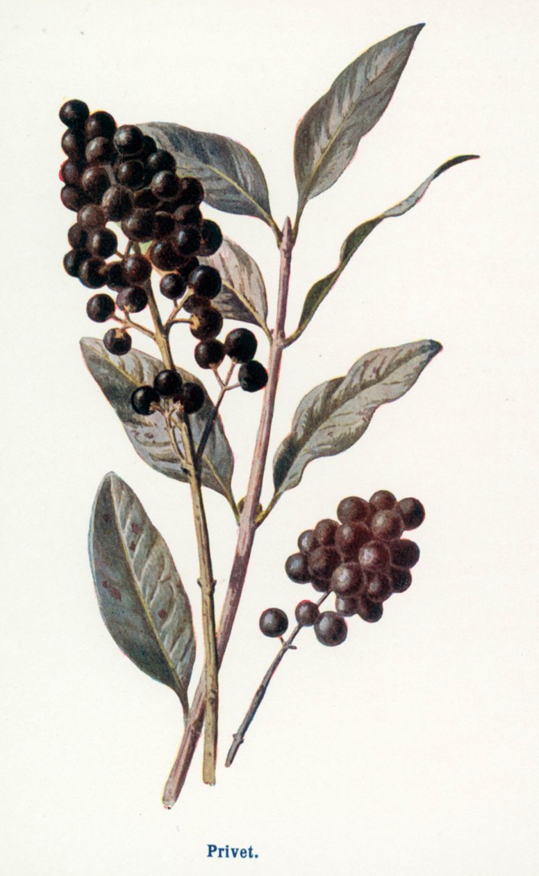 Vilda frukter på landsbygden: Liguster (färglitografi) av Frederick Edward Hulme