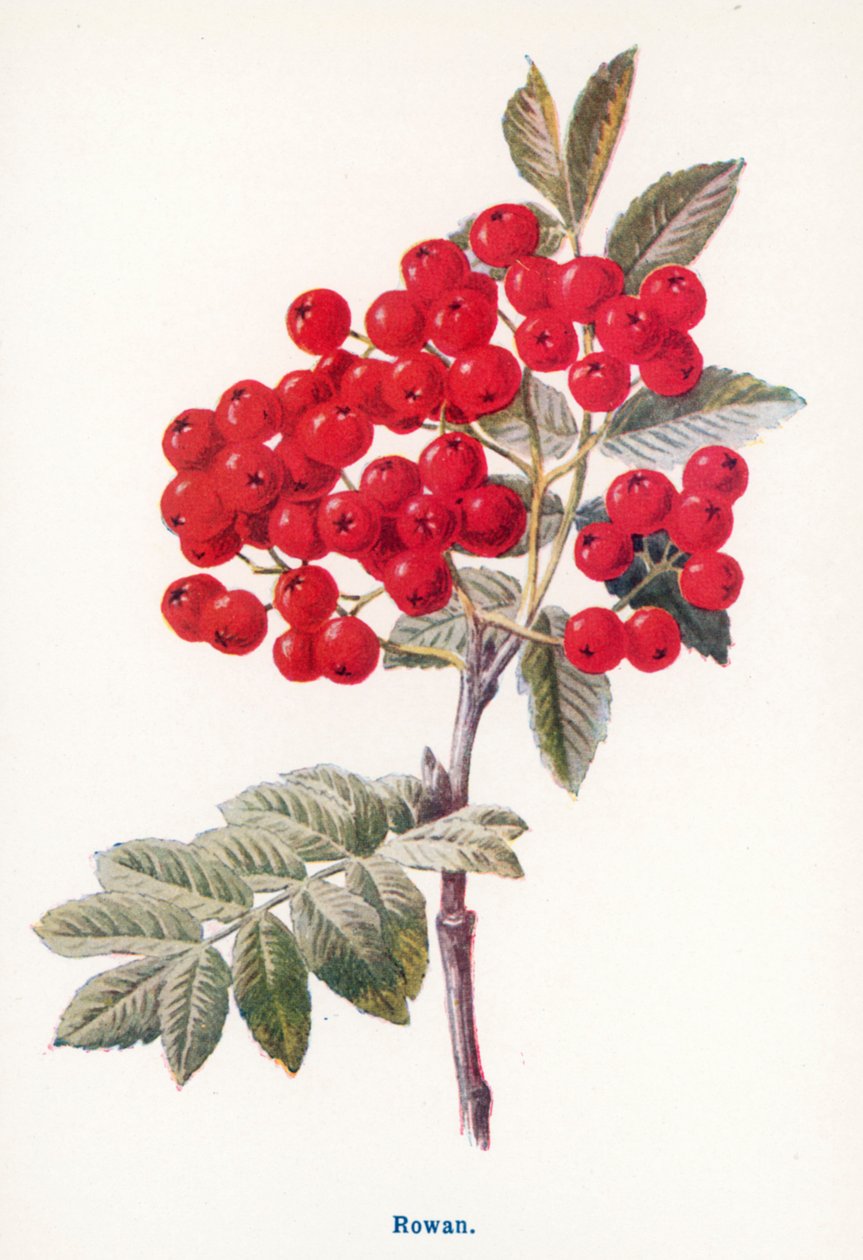 Vilda frukter från landsbygden: Rowan (färglitografi) av Frederick Edward Hulme