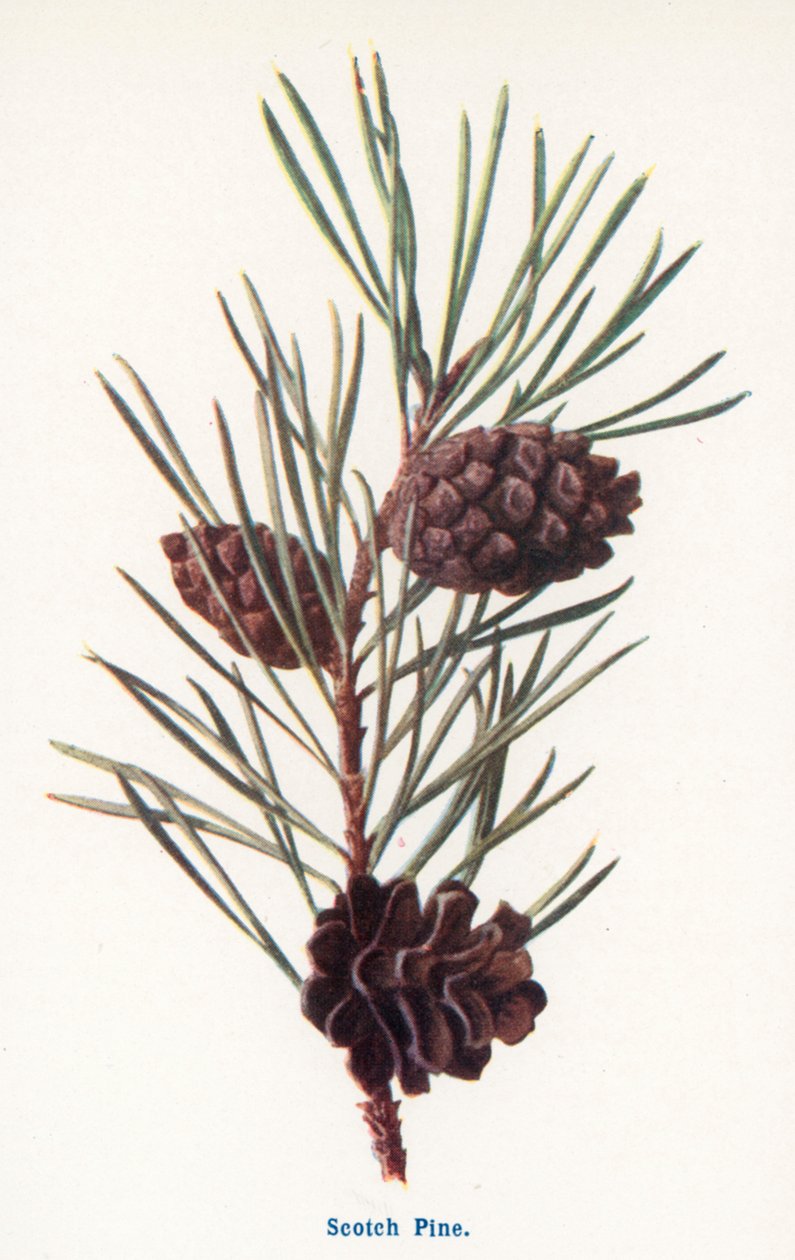 Vilda frukter från landsbygden: Scotch Pine (färglitografi) av Frederick Edward Hulme
