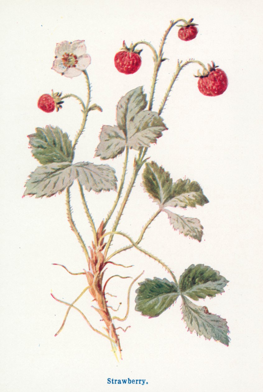 Vilda frukter från landsbygden: Jordgubbe (färglitografi) av Frederick Edward Hulme