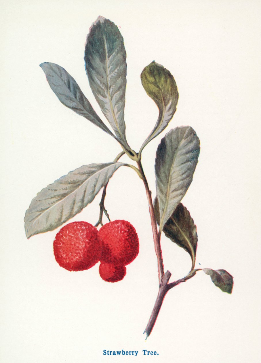 Vilda frukter på landsbygden: Jordgubbsträd (färglitografi) av Frederick Edward Hulme