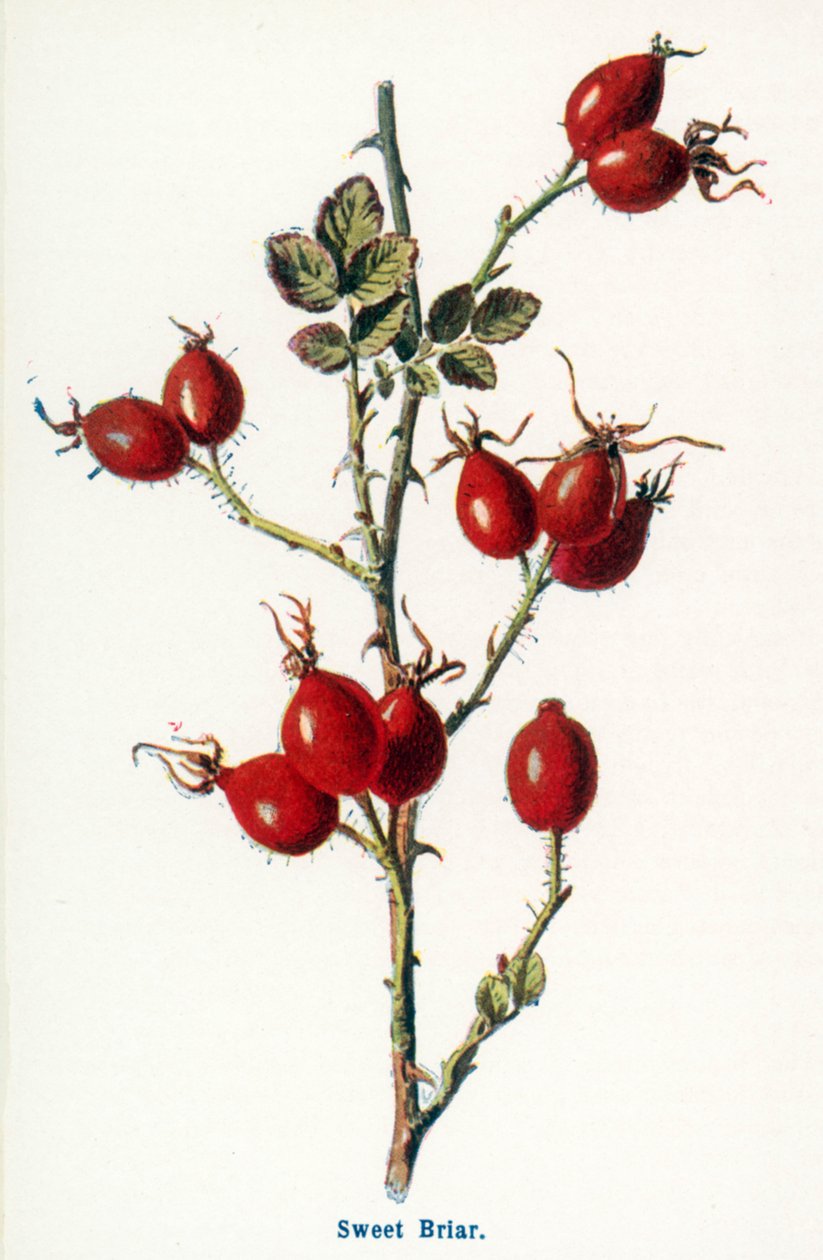 Vilda frukter från landsbygden: Sweet Briar (färglitografi) av Frederick Edward Hulme