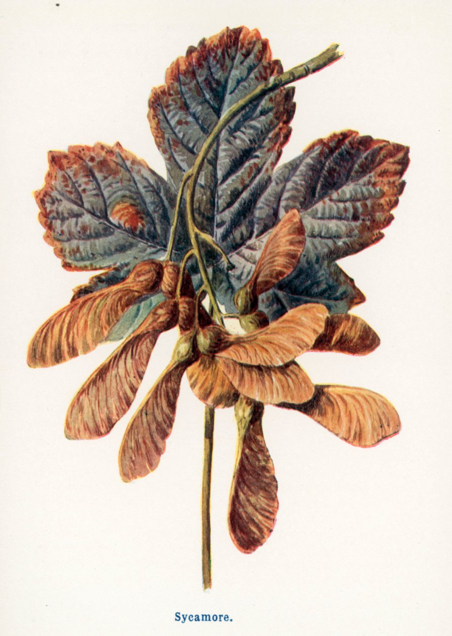  av Frederick Edward Hulme