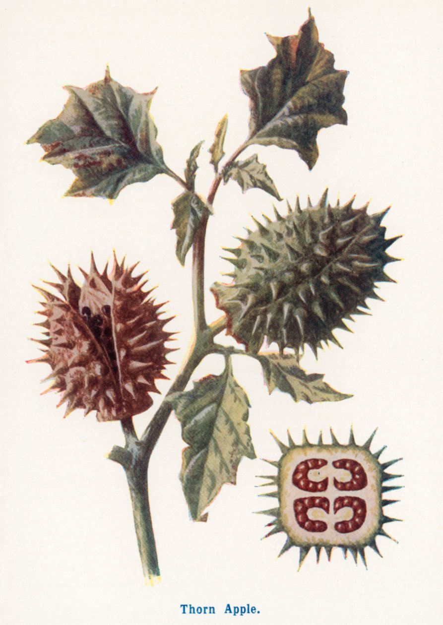 Vilda frukter från landsbygden: Törnäpple (färglitografi) av Frederick Edward Hulme