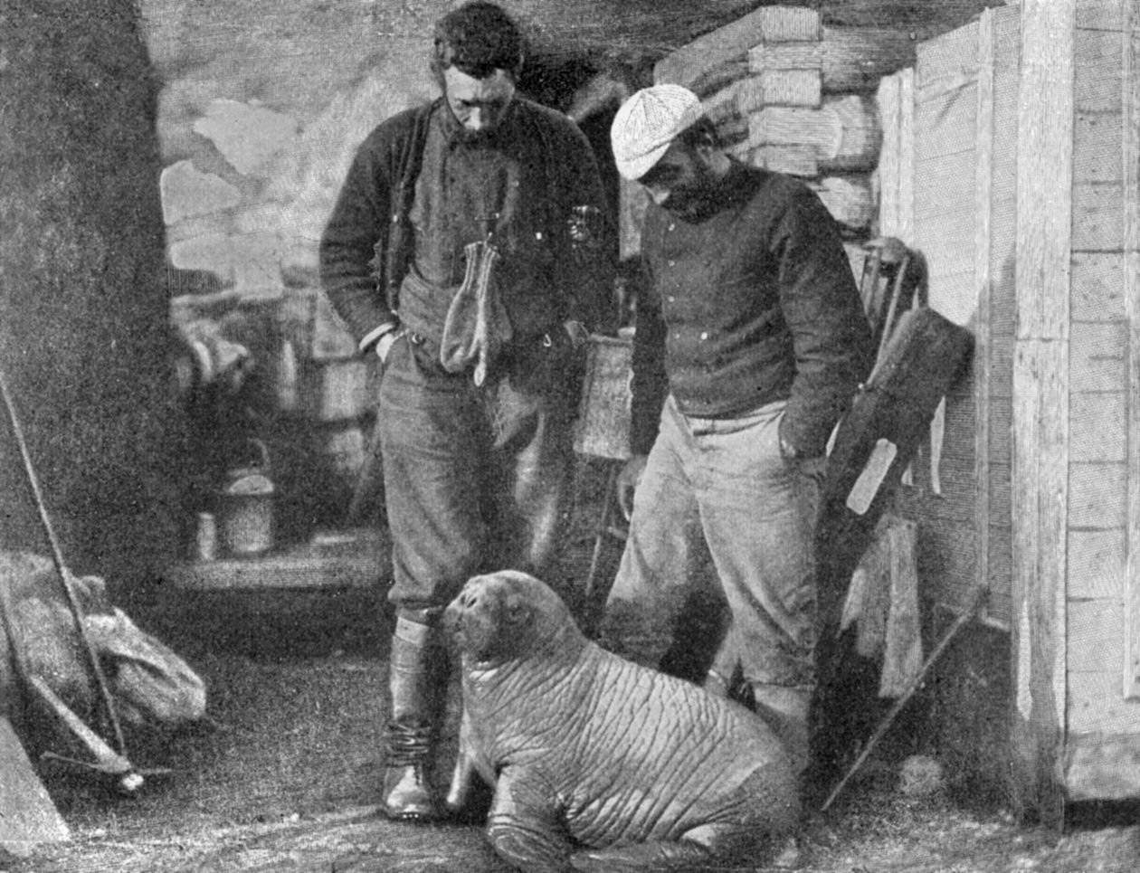 Valrossunge, 1899. av Frederick George Jackson