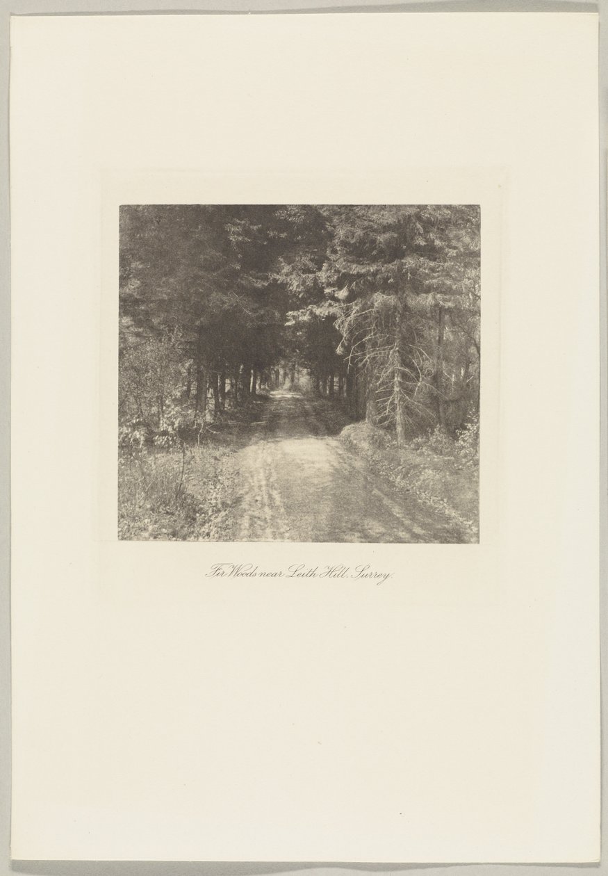 Granskog nära Leith Hill, Surrey av Frederick H. Evans