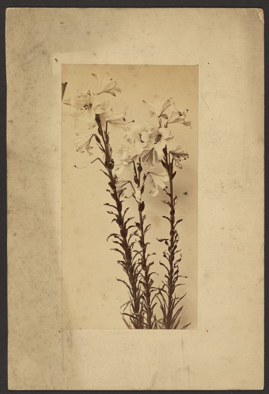 [Daglilja] av Frederick H. Hollyer