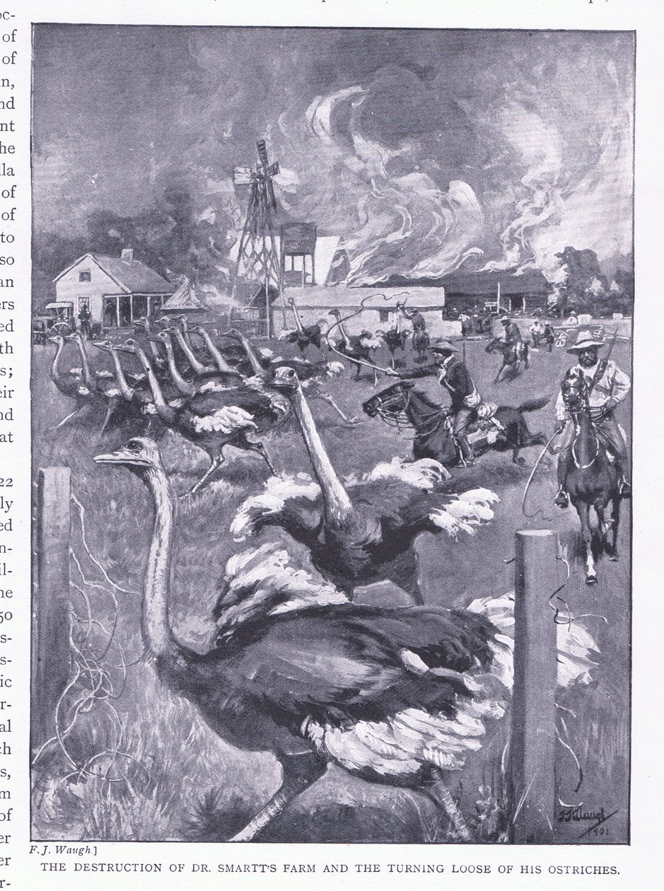 Förstörelsen av Dr Smarts farm och strutsarnas lösgörande, från After Pretoria: The Guerilla War publicerad av Harmsworth Bros Limited, 1901 av Frederick Judd Waugh